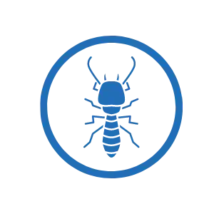 insect